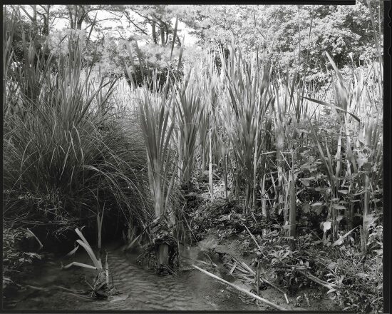 Reeds